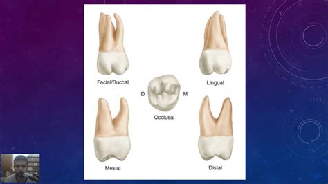 Maxillary Second Molar Tooth .